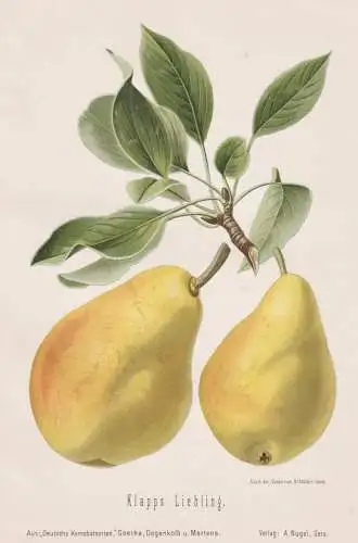 Klapps Liebling - Birnen pears poires / Obst fruits / Pomologie pomology / Botanik botany botanical