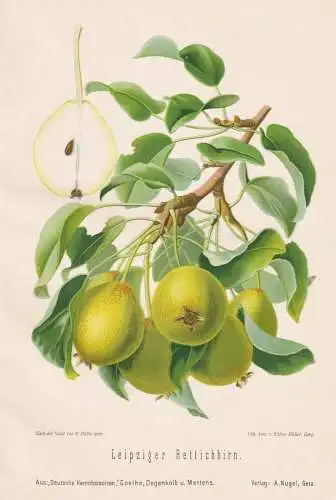 Leipziger Rettichbirn - Birnen pears poires / Obst fruits / Pomologie pomology / Botanik botany botanical