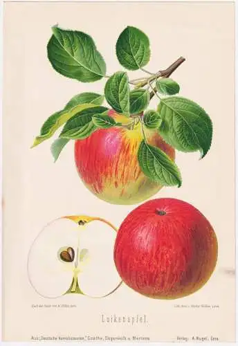 Luikenapfel - Apfel Äpfel apple apples pomme / Obst fruits / Pomologie pomology / Botanik botany botanical