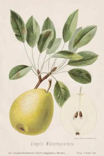 Liegels Winterbutterbirn - Birnen pears poires / Obst fruits / Pomologie pomology / Botanik botany botanical