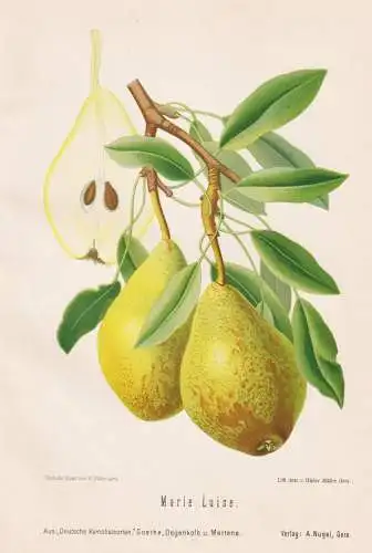 Marie Luise - Birnen pears poires / Obst fruits / Pomologie pomology / Botanik botany botanical