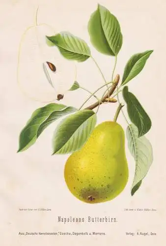 Napoleons Butterbirn - Birnen pears poires / Obst fruits / Pomologie pomology / Botanik botany botanical