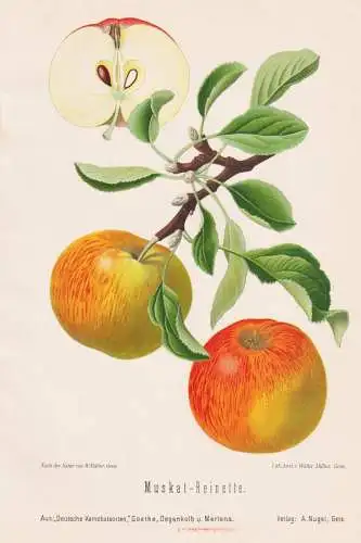 Muskat-Reinette - Renette Apfel Äpfel apple apples pomme / Obst fruits / Pomologie pomology / Botanik botany