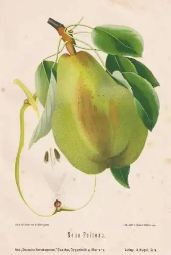 Neue Poiteau - Birnen pears poires / Obst fruits / Pomologie pomology / Botanik botany botanical