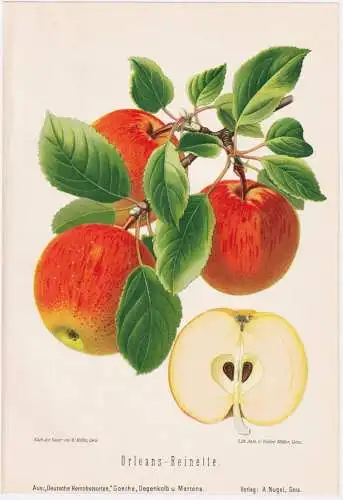 Orleans-Reinette - Renette Apfel Äpfel apple apples pomme / Obst fruits / Pomologie pomology / Botanik botany
