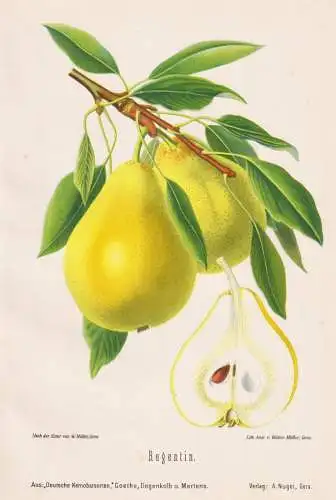 Regentin - Birnen pears poires / Obst fruits / Pomologie pomology / Botanik botany botanical