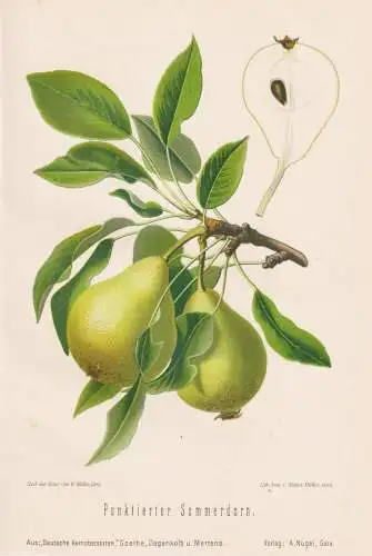 Punktierter Sommerdorn - Birnen pears poires / Obst fruits / Pomologie pomology / Botanik botany botanical
