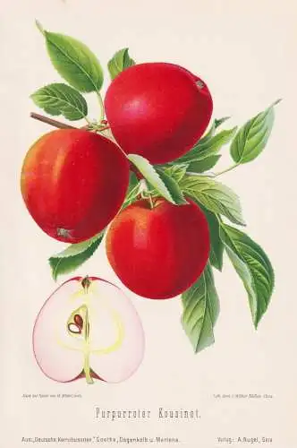 Purpurroter Kousinot - Purpurroter Cousinot Apfel Äpfel apple apples pomme / Obst fruits / Pomologie pomology