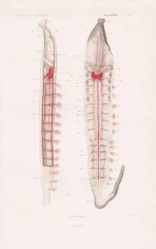 Annelides. Pl. 1. - Anatomie - anatomy Wattwurm Wurm Würmer worms vers / Anneliden Ringelwürmer Annelida (Re
