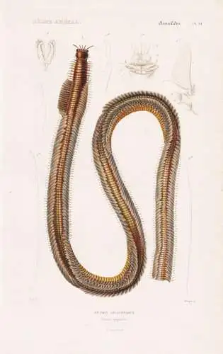 Annelides. Pl. 10. - Cunice gigantesque (Eunice gigantea) - Bobbitwurm Wurm Würmer worms vers / Anneliden Rin