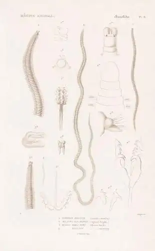 Annelides. Pl. 11. - 1. Lysidice Ninette (Lysidice ninetta) 2. ..... - Wurm Würmer worms vers / Anneliden Rin