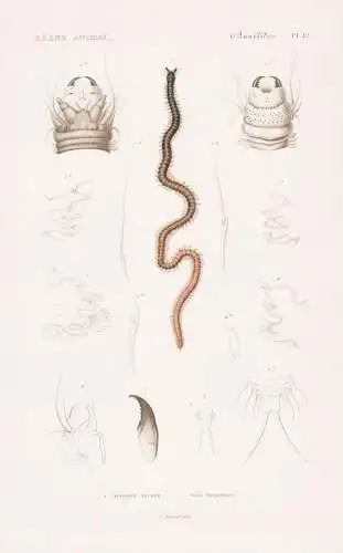 Annelides. Pl. 12. - 1. Nereide nacree (Nereis Margaritacea) - Wurm Würmer worms vers / Anneliden Ringelwürm