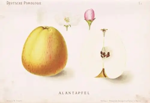Alantapfel - Apfel Äpfel apple apples pomme / Obst fruits / Pomologie pomology / Botanik botany botanical