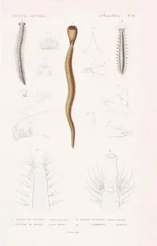 Annelides. Pl. 14. - 1. Alciope de Reynaud / Alciopa Raynaudii 2. ... - Wurm Würmer worms vers / Anneliden Ri