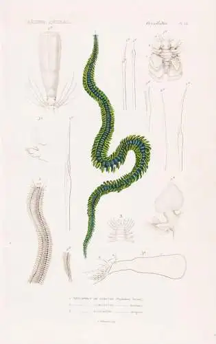 Annelides. Pl. 13. - 1. Phyllodoce de paretto (Phyllodoce Paretti) 2. .... - Wurm Würmer worms vers / Annelid