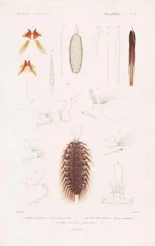 Annelides. Pl. 19. - 1. Hermoine Hystricelle (Hermione hystricella) 2. ... - Wurm Würmer worms vers / Annelid