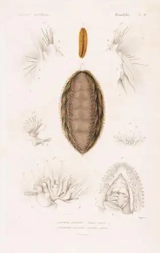 Annelides. Pl. 18. - 1. Palmyre Aurifere (Palmyra aurifera) 2. ... - Wurm Würmer worms vers / Anneliden Ringe