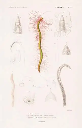 Annelides. Pl. 16. - 1. Aricie de cuvier (Aricia Cuvierii) 2. ... - Wurm Würmer worms vers / Anneliden Ringel