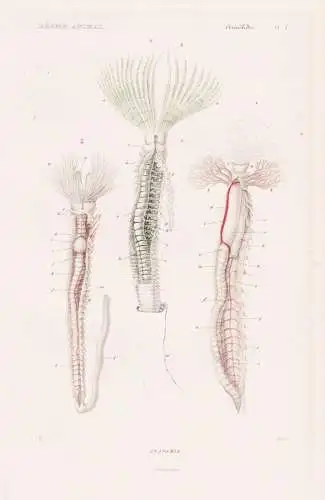 Annelides. Pl. 1c. - Anatomie - anatomy Wattwurm Wurm Würmer worms vers / Anneliden Ringelwürmer Annelida (R