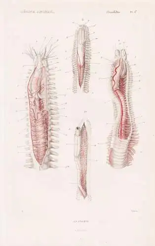 Annelides. Pl. 1a. - Anatomie - anatomy Wattwurm Wurm Würmer worms vers / Anneliden Ringelwürmer Annelida (R
