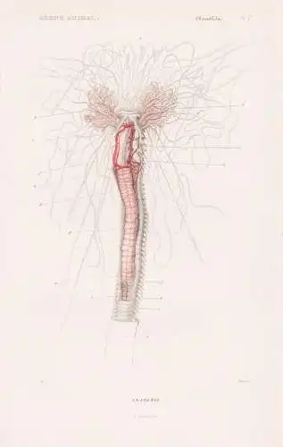 Annelides. Pl. 1b. - Anatomie - anatomy Wattwurm Wurm Würmer worms vers / Anneliden Ringelwürmer Annelida (R