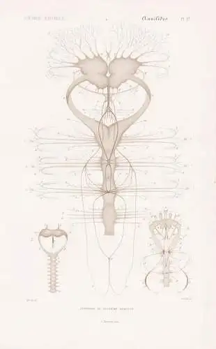 Annelides. Pl. 1d. - Anatomie du Systeme Nerveux - Nervensystem anatomy Wattwurm Wurm Würmer worms vers / Ann