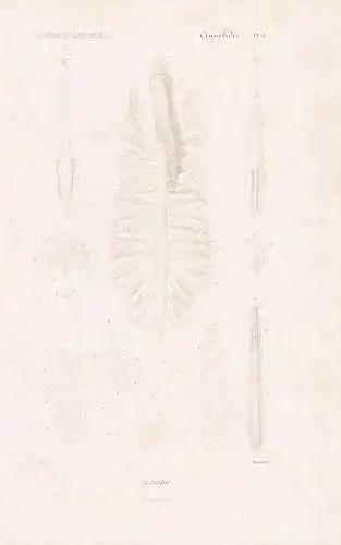 Annelides. Pl. 2. - Anatomie - anatomy Wattwurm Wurm Würmer worms vers / Anneliden Ringelwürmer Annelida (Re
