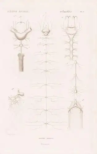 Annelides. Pl. 1e. - Anatomie Nerveux - Nervensystem anatomy Wattwurm Wurm Würmer worms vers / Anneliden Ring