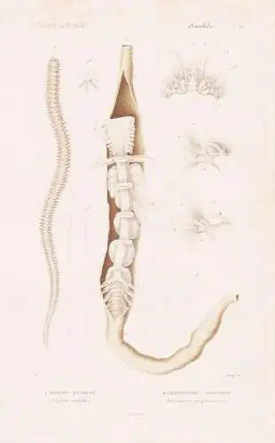 Annelides. Pl. 20. - 1. Sigalion Mathilde (Sigalion mathildae) 2. ... - Wurm Würmer worms vers / Anneliden Ri