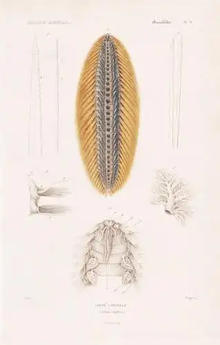 Annelides. Pl. 9. - Chloe chevelue (Chloeia capillata) - Feuerwurm Wurm Würmer worms vers / Anneliden Ringelw