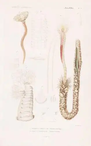 Annelides. Pl. 5. - 1. Terebelle coquilliere (Terebella conchilega) 2. .... - Korallen corail coral Koralle /