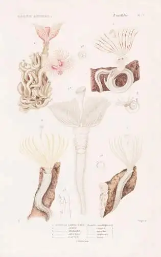 Annelides. Pl. 3. - Serpule Contournee (Serpula contortuplicata) 2. .... - Hydroides norvegicus Korallen corai