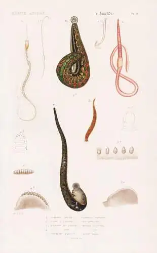 Annelides. Pl. 21. - 1. Lombric aplati (Lumbricus complanatus) 2. Naide a Trompe (Nais Proboscidea) 3. ... - R