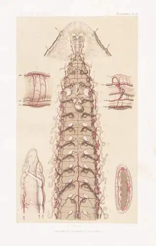 Annelides. Pl. 24. - Anatomie des Sangsues et des Lombrics - anatomy Regenwürmer Blutegel Egel Wurm Würmer w