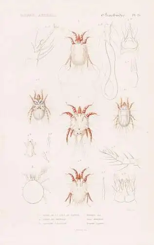 Arachnides. Pl. 26. - 1. Acare de la gale du Cheval (Sarcoptes equi) 2. ..... - Milben Spinnen spiders Spinnen