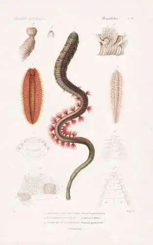 Annelides. Pl. 8. - 1. Arenicole des Pecheurs (Arenicola piscatorum) 2. ... - Wattwurm Wattwürmer Sandwurm Sa