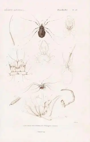 Arachnides. Pl. 23. - 1. Faucheur des Murailles (Phalangium cornutum) - Spinnen spiders Spinnentiere arachnids