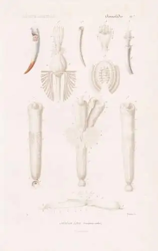 Annelides. Pl. 7. - 1. Dentale lisse (Dentalium entalis) - Röhrenwurm Röhrenwürmer Korallen corail coral Ko