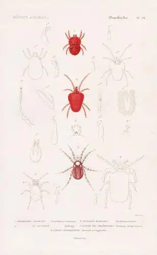 Arachnides. Pl. 24. - 1. Trombidion colorant (Trombidium tinctorium) 2. ..... - Milben Spinnen spiders Spinnen