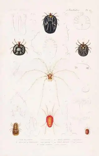 Arachnides. Pl. 27. - 1. Ixode de Gervais (Ixodes Gervaisii) 2. ..... - Zecken Milben Spinnen spiders Spinnent