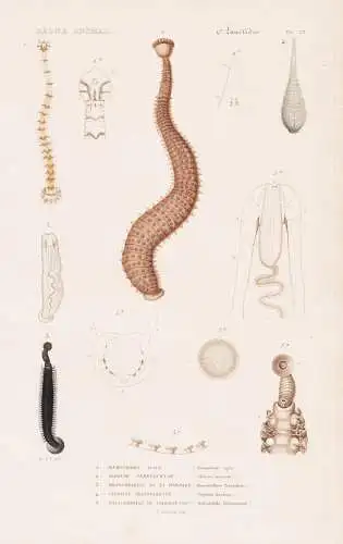 Annelides. Pl. 23. - 1. Haemocharis agile (Haemocharis agilis) 2. ...... - Wurm Würmer worms vers / Anneliden
