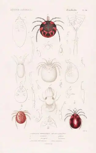 Arachnides. Pl. 28. - 1. Hydrachne geographique (Hydrachna geograhpica) 2. ..... - Zecken Milben Spinnen spide
