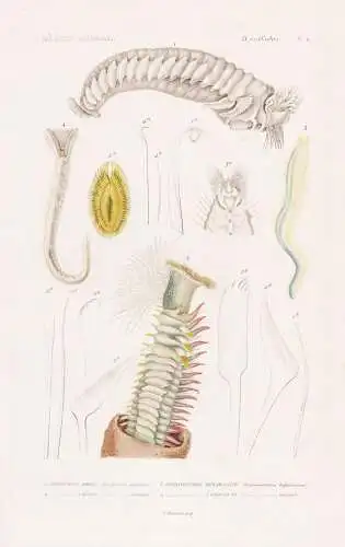 Annelides. Pl. 6. - 1. Amphitrite Doree (Amphitrite auricoma) 2. .... - Röhrenwurm Röhrenwürmer Korallen co