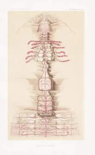 Annelides. Pl. 21. bis - Anatomie des Lombrics - anatomy Blutegel Egel Wurm Würmer worms vers / Anneliden Rin