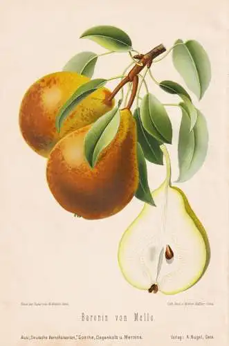 Baronin von Mello. - Apfel Äpfel apple apples pomme / Obst fruits / Pomologie pomology / Botanik botany botan