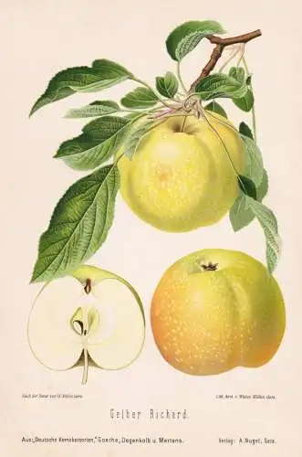 Gelber Richard - Apfel Äpfel apple apples pomme / Obst fruits / Pomologie pomology / Botanik botany botanical