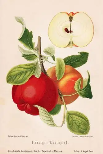 Danziger Kantapfel - Apfel Äpfel apple apples pomme / Obst fruits / Pomologie pomology / Botanik botany botan