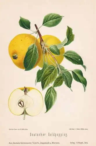 Deutscher Goldpepping - Apfel Äpfel apple apples pomme / Obst fruits / Pomologie pomology / Botanik botany bo