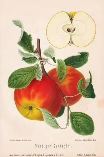 Danziger Kantapfel - Apfel Äpfel apple apples pomme / Obst fruits / Pomologie pomology / Botanik botany botan