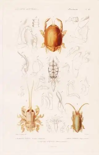 Crustaces. Pl. 42. - 1. Remipede Tortue (Remipes testudinarius) 2. ....... - Krebse crabs crabes Krabben Humme